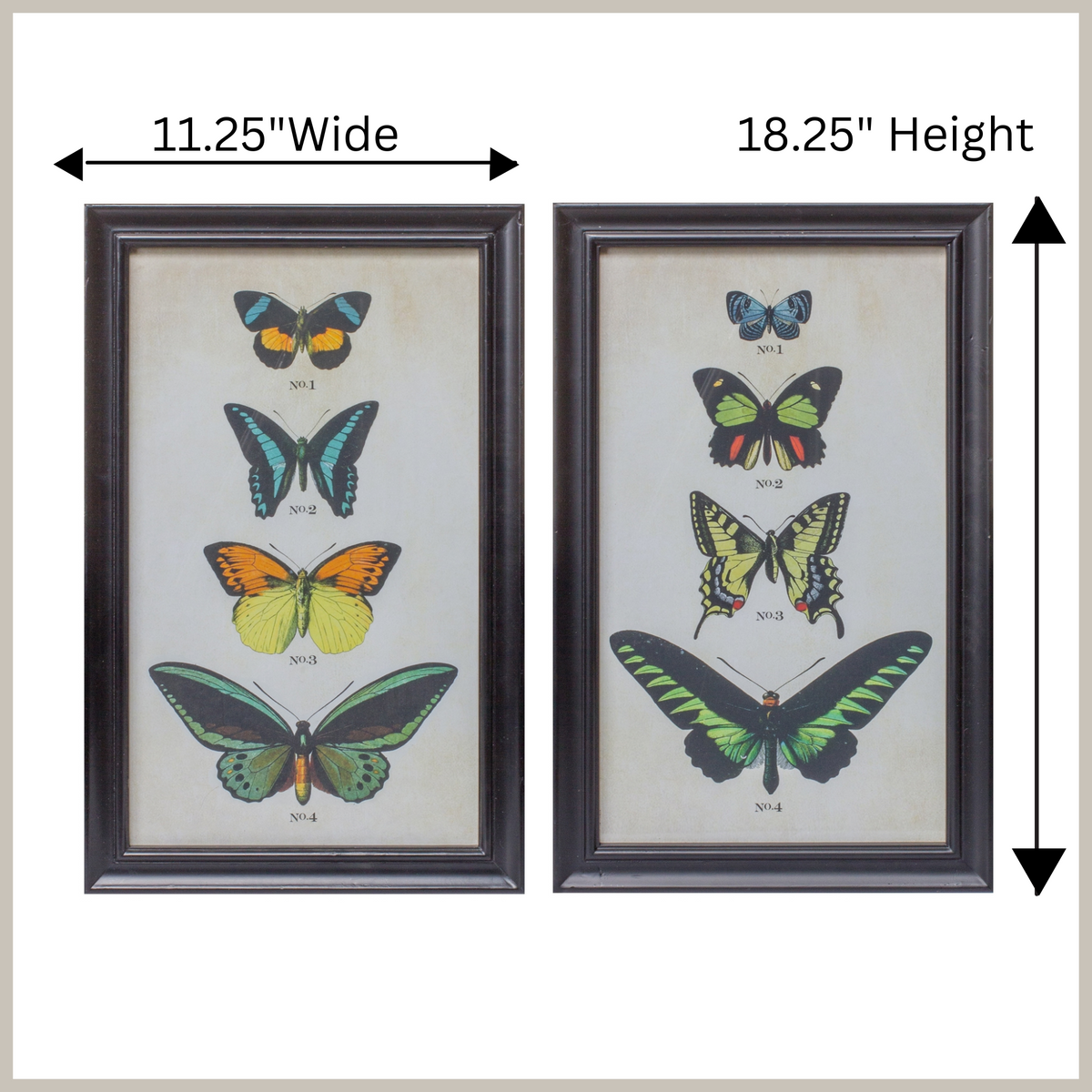 A pair of black framed butterfly prints with measurements. 18.25&quot; in height and 11.25&quot; in width. 