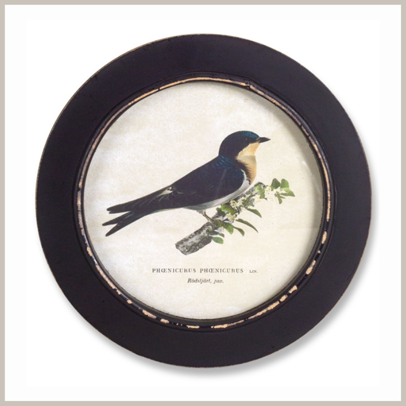A round framed bird print. Bird is different shades of blue. Frame is weathered black.