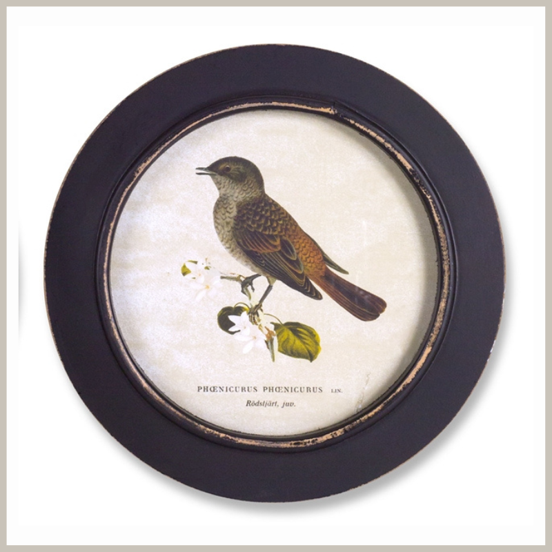 A round framed bird print. Bird is different shades of brown. Bird is sitting on a branch with white flowers. Frame is weathered black.
